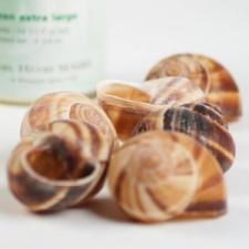 escargot.shells.jpg