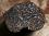 black.truffle.wiki.jpg